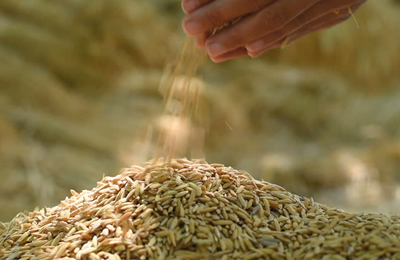 PKSingh：称印度2025/26年度雨季粮食产量或超目标