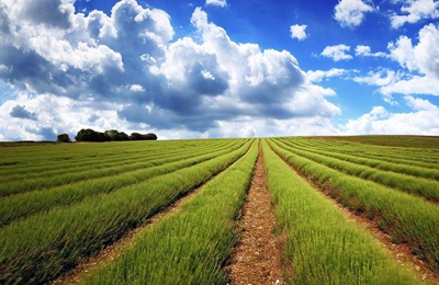 海关总署：中国9月棕榈油进口量15万吨，同比降32.2%，环比降55.88%