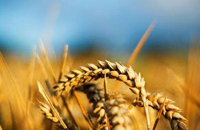 海关：2025年9月份中国棉油分国别出口数量统计