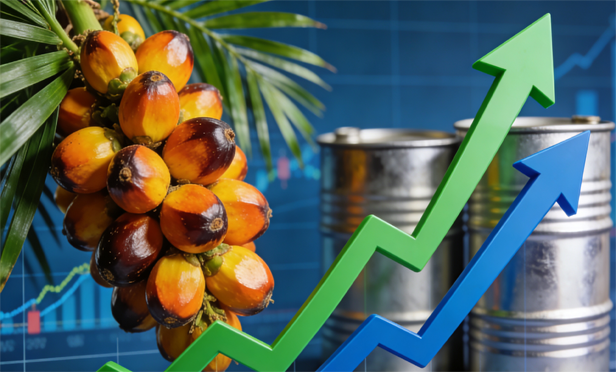国际原油提振与产区减产预期共振，棕榈油强势突破，后市如何？